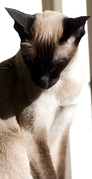 Siamese cat