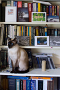 Siamese cat on bookshelf