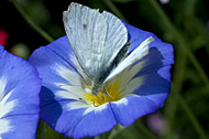 Common White butterfly on wild flower