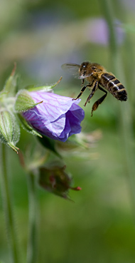 Honeybee foraging on geranium