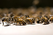 Bee swarm settling into new hive.