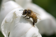 Honeybee resting on hedge bindweed flower