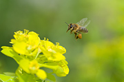 Honeybee foraging on Euphorbia