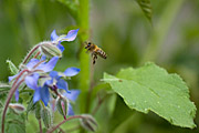 Honeybee foraging om borage