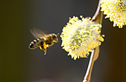 Honeybee foraging on dwarf willow tree