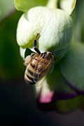 Honeybee foraging on Hellebore