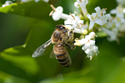 Honeybee foraging on Privet