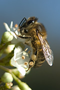 Honeybee foraging on Viburnum