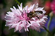Honeybee foraging on cornflower