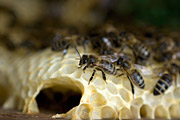 Honeybees inside the beehive