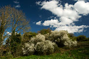 Blackthorn in Slad Valley