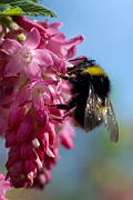 Bumblebee on Fowering currant