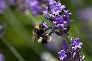 Bumblebee on lavender