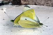 Large White Butterfiles