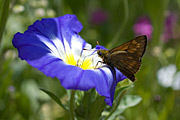 Butterfly on wildflower