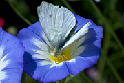 Large White on wildflower