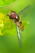 Hoverfly