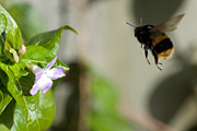 Buff-tailed  Bumblebee