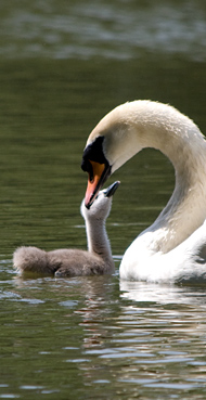 Swan and Cygnet Moon