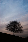 Tree on Barrow Mump