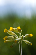 Cowslip