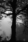 Tree in fog, Neroche Forest