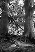 The Wishing Tree, Avebury