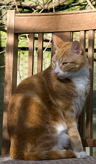 Ginger tomcat