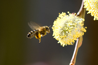 Honey bee on Dwarf willlow