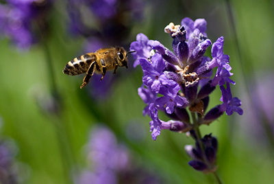 Honey bee on Lavender